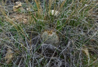 Sarı çiçekli kaktüs Escobaria Sp. Utah 'ın kuzeyinde, ABD