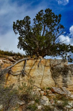 Utah, ABD 'deki Kızıl Katmanlı Kayalar' ın kenarında aşırı ağaç büyümesi