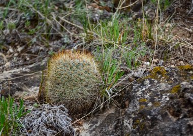 Sarı çiçekli kaktüs Escobaria Sp. Utah 'ın kuzeyinde, ABD