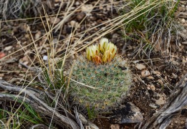 Sarı çiçekli kaktüs Escobaria Sp. Utah 'ın kuzeyinde, ABD