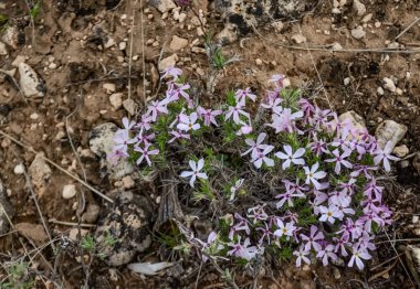 Vahşi bitkiler ve çiçekler, Utah eyaletinin florası, ABD
