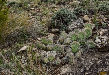 Dikenli Armut Kaktüsü, Opuntia Sp. Beyaz dikenli, Utah USA