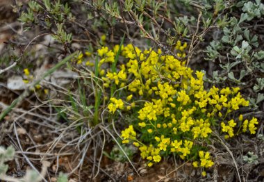 Vahşi bitkiler ve çiçekler, Utah eyaletinin florası, ABD