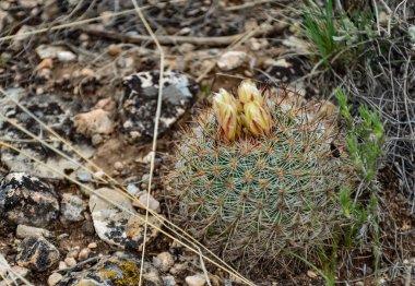 Sarı çiçekli kaktüs Escobaria Sp. Utah 'ın kuzeyinde, ABD