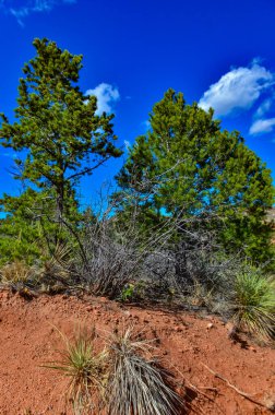 Eritilmiş kırmızı kumtaşı oluşumları. Tanrıların Bahçesi, Colorado Springs, Colorado, ABD
