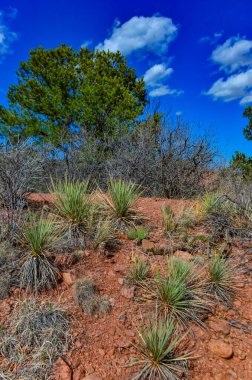 Yucca ve Opuntia kaktüsleri Tanrıların Bahçesi, Colorado Springs, Colorado, ABD 'de kırmızı toprakta.