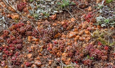 Pikes Tepesi 'nin karla kaplı yamacındaki dağ bitkileri, Colorado, ABD
