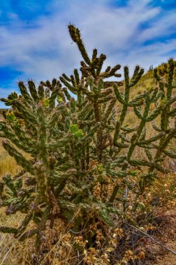 Çöl suları, kaktüs, dikenli armut (Cylindropuntia ve Opuntia sp.) Colorado, ABD 'de bir yamaçta.