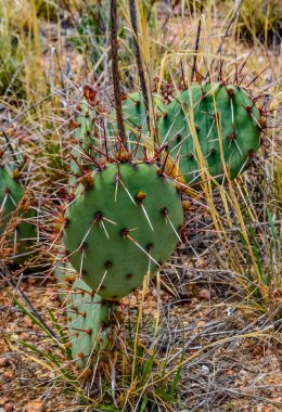 Çöl suları, kaktüs, dikenli armut (Cylindropuntia ve Opuntia sp.) Colorado, ABD 'de bir yamaçta.