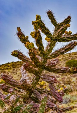Çöl suları, kaktüs, dikenli armut (Cylindropuntia ve Opuntia sp.) Colorado, ABD 'de bir yamaçta.