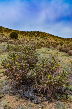 Çöl suları, kaktüs, dikenli armut (Cylindropuntia ve Opuntia sp.) Colorado, ABD 'de bir yamaçta.