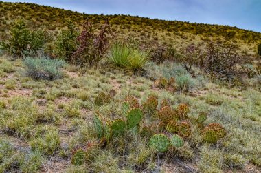 Çöl suları, kaktüs, dikenli armut (Cylindropuntia ve Opuntia sp.) Colorado, ABD 'de bir yamaçta.