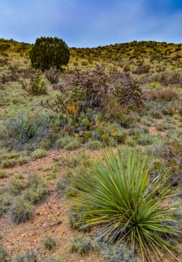 Çöl suları, kaktüs, dikenli armut (Cylindropuntia ve Opuntia sp.) Colorado, ABD 'de bir yamaçta.