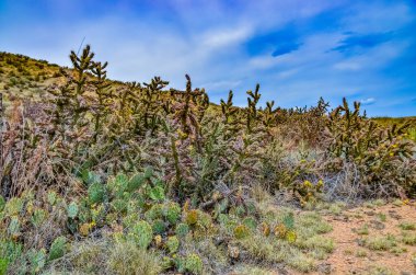 Çöl suları, kaktüs, dikenli armut (Cylindropuntia ve Opuntia sp.) Colorado, ABD 'de bir yamaçta.