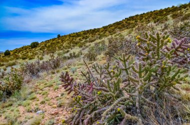 Çöl suları, kaktüs, dikenli armut (Cylindropuntia ve Opuntia sp.) Colorado, ABD 'de bir yamaçta.