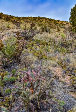 Çöl suları, kaktüs, dikenli armut (Cylindropuntia ve Opuntia sp.) Colorado, ABD 'de bir yamaçta.