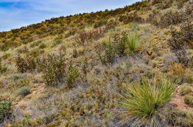 Çöl suları, kaktüs, dikenli armut (Cylindropuntia ve Opuntia sp.) Colorado, ABD 'de bir yamaçta.
