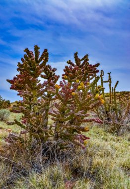 Çöl suları, kaktüs, dikenli armut (Cylindropuntia ve Opuntia sp.) Colorado, ABD 'de bir yamaçta.