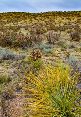 Çöl suları, kaktüs, dikenli armut (Cylindropuntia ve Opuntia sp.) Colorado, ABD 'de bir yamaçta.