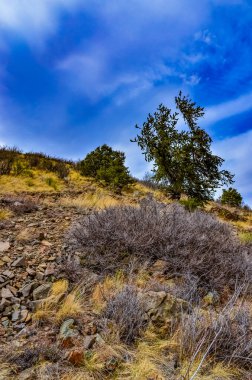 Çöl suları, kaktüs, dikenli armut (Cylindropuntia ve Opuntia sp.) Colorado, ABD 'de bir yamaçta.