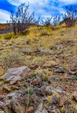Çöl suları, kaktüs, dikenli armut (Cylindropuntia ve Opuntia sp.) Colorado, ABD 'de bir yamaçta.