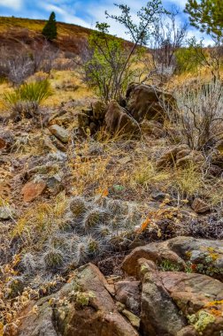 Çöl suları, kaktüs, dikenli armut (Cylindropuntia ve Opuntia sp.) Colorado, ABD 'de bir yamaçta.