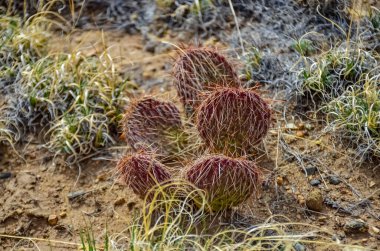 Cactus, Plains dikenli armut, Opuntia poliyacantha, ABD doğası. Great Sand Dunes NP, Colorado, ABD