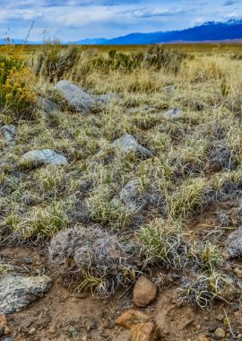 Çöl kaktüsü, Sulu bitkiler Escobaria sp., Büyük Kum tepeleri Ulusal Parkı, arka planda dağlar, Colorado, ABD