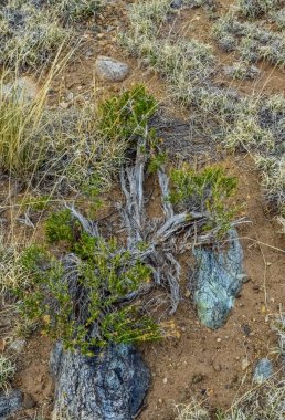 Çöl bitkileri, Great Sand Dunes Ulusal Parkı. Arka planda dağlar, Colorado, ABD.