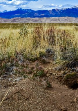 Cactus, Plains dikenli armut, Opuntia poliyacantha, ABD doğası. Great Sand Dunes NP, Colorado, ABD
