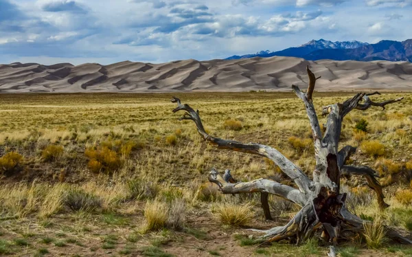 Great Sand Dunes, Colorado, ABD 'nin arka planındaki kuru ağaç.