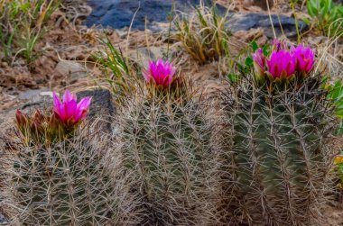 Sclerocactus 'un pembe çiçekleri. Sclerocactus, Doğu Utah cinsinin en yaygın ve yaygın üyesidir.