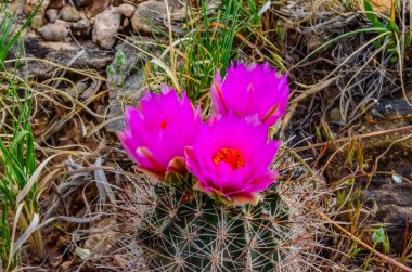 Sclerocactus 'un pembe çiçekleri. Sclerocactus, Doğu Utah cinsinin en yaygın ve yaygın üyesidir.