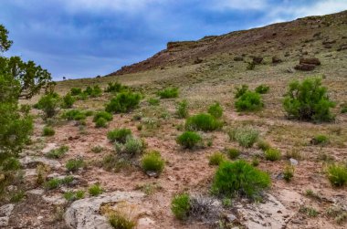 Utah, ABD 'de doğal bir yamaçta tek başına kuraklığa dayanıklı ağaçlar, çöl bitkileri ve kaktüsler.