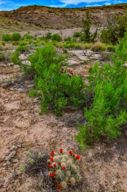 Yalnız kuraklığa dayanıklı ağaçlar, genellikle kirpi kaktüsü olarak bilinir (Echinocereus sp. ), Doğu Utah USA