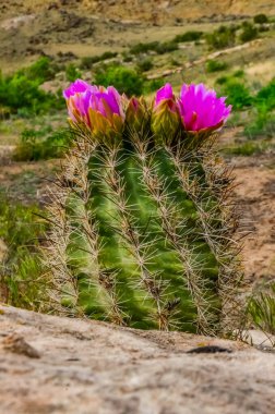 Sclerocactus 'un pembe çiçekleri. Sclerocactus, Doğu Utah cinsinin en yaygın ve yaygın üyesidir.