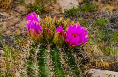 Sclerocactus 'un pembe çiçekleri. Sclerocactus, Doğu Utah cinsinin en yaygın ve yaygın üyesidir.