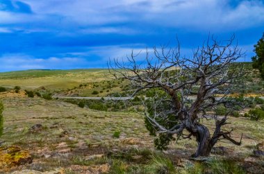Utah, ABD 'de doğal bir yamaçta tek başına kuraklığa dayanıklı ağaçlar, çöl bitkileri ve kaktüsler.