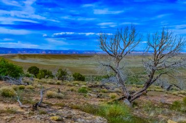 Utah, ABD 'de doğal bir yamaçta tek başına kuraklığa dayanıklı ağaçlar, çöl bitkileri ve kaktüsler.