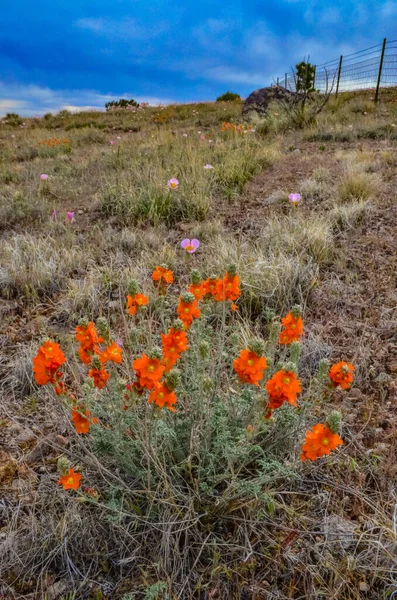 Wild flowers on the slopes of mountains in the north of Utah, USA