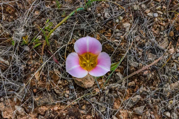 Wild flowers on the slopes of mountains in the north of Utah, USA