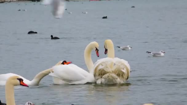 Πουλιά Της Ευρώπης Κύκνος Cygnus Olor Γλάροι Και Πάπιες Υδρόβια — Αρχείο Βίντεο