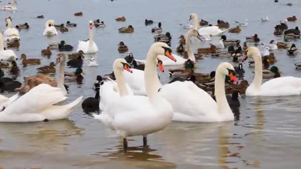 Vögel Europas Höckerschwan Cygnus Olor Möwen Und Enten Überwinternde Wasservögel — Stockvideo