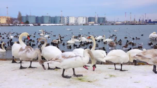 Vögel Europas Höckerschwan Cygnus Olor Möwen Und Enten Überwinternde Wasservögel — Stockvideo