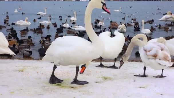 Pássaros Europa Cisne Mudo Cygnus Olor Gaivotas Patos Aves Aquáticas — Vídeo de Stock