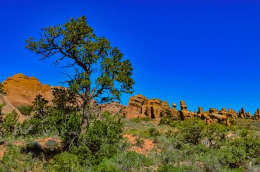 Arches National Park, Moab, Utah, ABD 'deki Eroded arazisinin arka planında bir ağaç