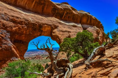 Arches National Park, Moab, Utah, ABD 'deki Eroded arazisinin arka planında kurumuş ağaç.
