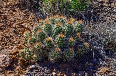 Kirpi kaktüsü (Echinocereus sp. ), Doğu Utah USA