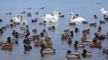 Avrupa 'nın kuşları. Sessiz kuğu (Cygnus olor), martılar ve ördekler - Karadeniz 'de kışı geçiren su kuşu