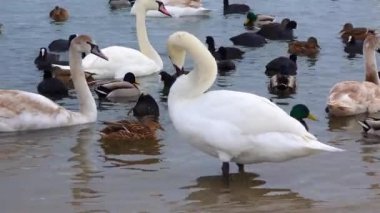 Avrupa 'nın kuşları. Sessiz kuğu (Cygnus olor), martılar ve ördekler - Karadeniz 'de kışı geçiren su kuşu